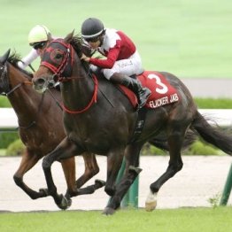 【セントウルＳ】今年のスプリンターズＳは松山不足　完勝フリッカージャブには誰が乗る！？