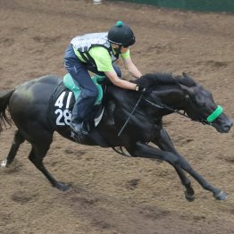 【セントライト記念】調教マル得チェック②