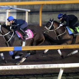【ローズＳ】秋華賞で②着した母似の成長力で「ワッと幅が出た」スマートプリエール