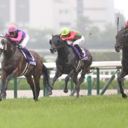 本番までは３週間と少し　凱旋門賞の前哨戦３鞍が終了