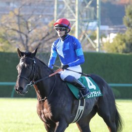 【チャレンジＣ】母と同じ阪神二千で重賞Ｖ　センツブラッド一発あり