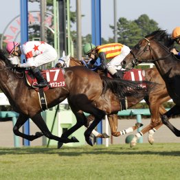 【セントライト記念】データ作戦　７、８枠はそれぞれ１０、１６年間も勝ち鞍なし