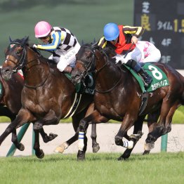 豪州母系モンローウォークは秋華賞でより持ち味が生きる