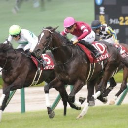 【神戸新聞杯】３冠に向けてロブチェン始動
