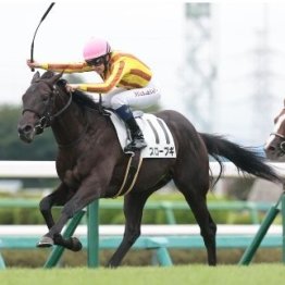 先週はスローブギがデビュー勝ち　実はこの馬…