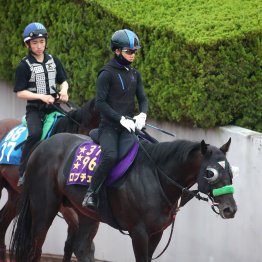 【神戸新聞杯】ロブチェン秋初戦から決める