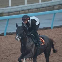 【神戸新聞杯】調教マル得チェック