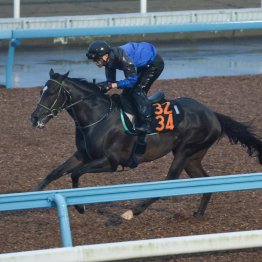 【神戸新聞杯】調教マル得チェック