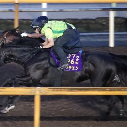 【神戸新聞杯】ロブチェン春と変わらず順調そのもの