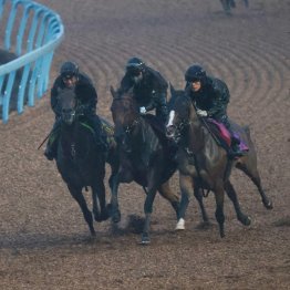 【オールカマー】レガレイラ２週連続のタイトな３頭併せで仕上がった