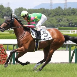 【野路菊Ｓ】新馬戦で上がり３２秒４！ ジーティーサクラの２戦目に注目
