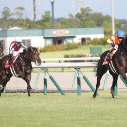 【神戸新聞杯】データ作戦　人気サイドからヒモ荒れでビッグ馬券を狙え