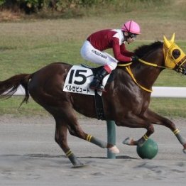 【飯島の日曜競馬コラム・汐留特別】