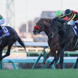 【オールカマー】コスモキュランダ　前走に重適性　ＧⅠ牝馬逆転