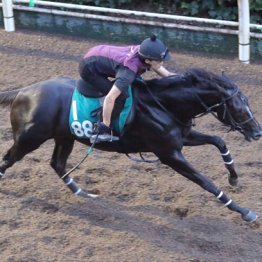 【月曜阪神５Ｒ・２歳新馬】キングリア　牡・中内田充正厩舎