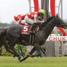 ２０２１年神戸新聞杯覇者ステラヴェローチェ　日本軽種馬協会静内種馬場に繋養