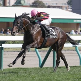 【新居の日曜競馬コラム・神戸新聞杯】