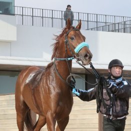 【武田の日曜競馬コラム・神戸新聞杯】
