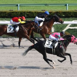 【レスキュー隊の月曜競馬コラム・中山12Ｒ】