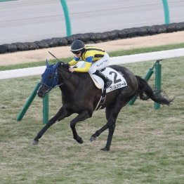 【東京本紙・外山の月曜中山10Ｒ】