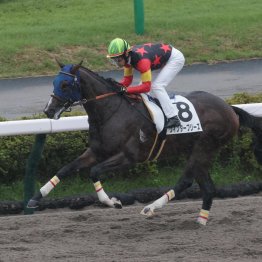 極端な重馬場だったオールカマーはダート巧者の血を多く持つ２頭でのワン・ツー