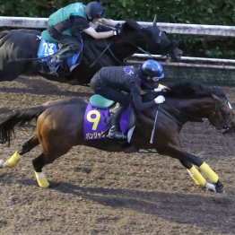 【スプリンターズＳ】有力お手馬からパンジャタワーと挑む松山 「〝またＧⅠを勝ちたい〟と言ってくれています」