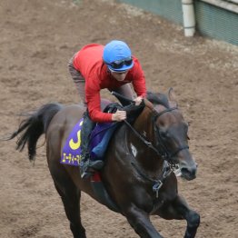 【スプリンターズＳ】７歳馬エーティーマクフィ見た目も若々しく元気いっぱい