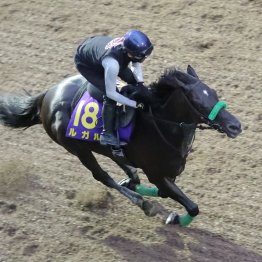 【スプリンターズＳ】ルガル同じ休養明けでも昨年より状態は上