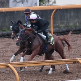 【スプリンターズＳ】ピューロマジック夏から４戦目も変わりなく好調キープ