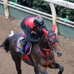 【スプリンターズＳ】フリッカージャブ筋肉が目立つ好馬体で、もうやることなし