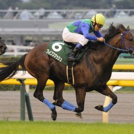 〈125〉オーストラリア競馬の何でも屋！？　川上鉱介さん（４）