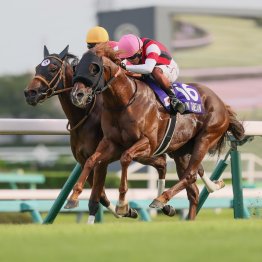 【スプリンターズＳ】ここも荒れる！？　中山重賞は例年とこんなに違う