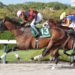 【武田の土曜競馬コラム・シリウスＳ】