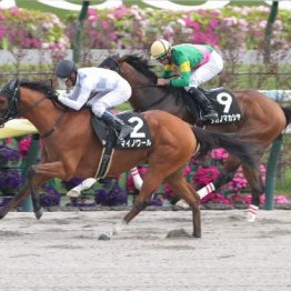 【橘の土曜競馬コラム・シリウスＳ】