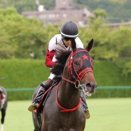 【新谷の日曜競馬コラム・スプリンターズＳ】