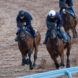 【新居の日曜競馬コラム・スプリンターズＳ】