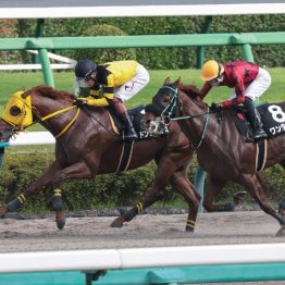 【レスキュー隊の日曜競馬コラム・中山12Ｒ】