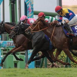 ピューロマジックの舞台適性を補った見た目以上にタフな馬場