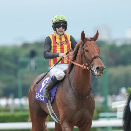 ピューロマジックの舞台適性を補った見た目以上にタフな馬場