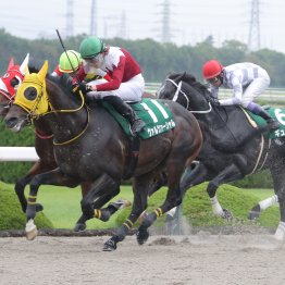 ピューロマジックの舞台適性を補った見た目以上にタフな馬場