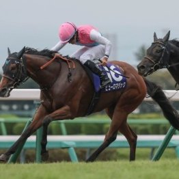 【スプリンターズＳ】秋ＧⅠ開幕戦は波乱の決着　９番人気ピューロマジック逃げ切り戴冠