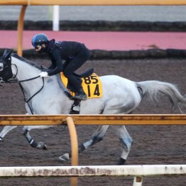 【京都大賞典】調教マル得チェック②