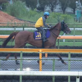 【毎日王冠】調教マル得チェック②
