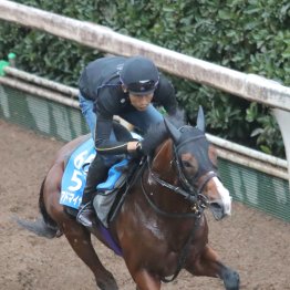 【毎日王冠】調教マル得チェック①