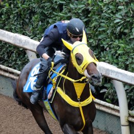 【京都大賞典】ヴェルテンベルクまずはここで初重賞を