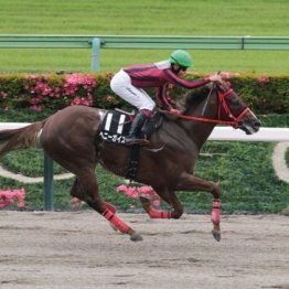 【市川の土曜競馬コラム・グリーンチャンネルＣ】