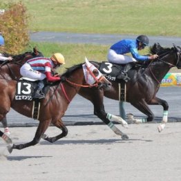 【新居の土曜競馬コラム・グリーンチャンネルＣ】