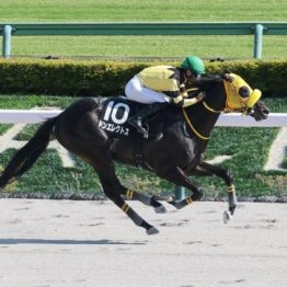 【大谷の土曜競馬コラム・グリーンチャンネルＣ】