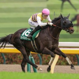 【大谷の日曜競馬コラム・毎日王冠】