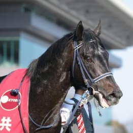 【毎日王冠】リアライズシリウス　求められる結果　クロワとの頂上決戦へ